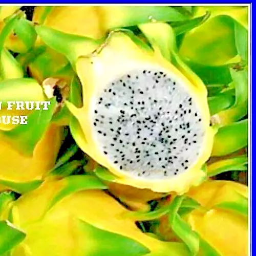 Yellow Dragon Fruit Seeds - Sweet and Delicious - See Our Store Comb. S/H