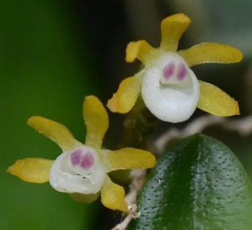 Taeniophyllum obtusum miniature Orchid plant species Blooming CITES PHYTO