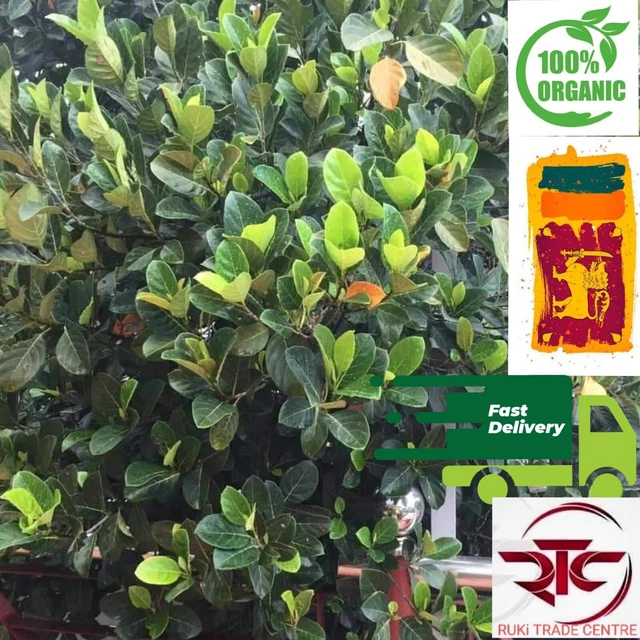 DRIED JACK FRUIT LEAVES organic bio film Shrimp betta Aquarium FREE SHIPPING