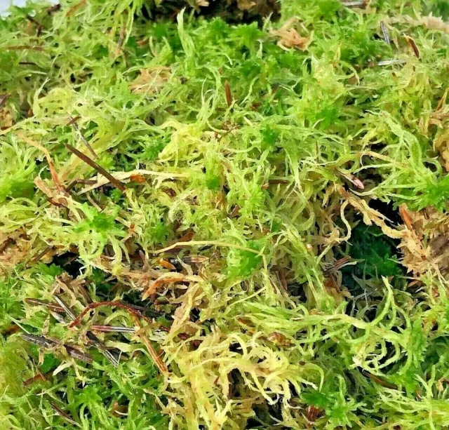 Fresh Sphagnum Moss - Live Basket, Orchid, Reptile, Wreath Planting Peat  Moss