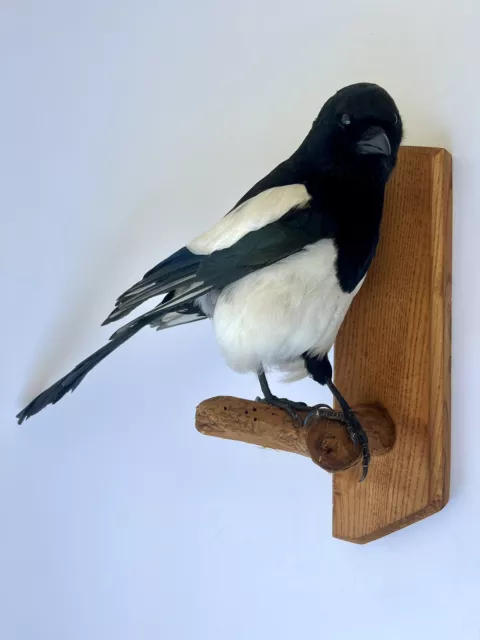 Taxidermy Magpie Bird Crow Real Wall mounted Pica pica natural home decor