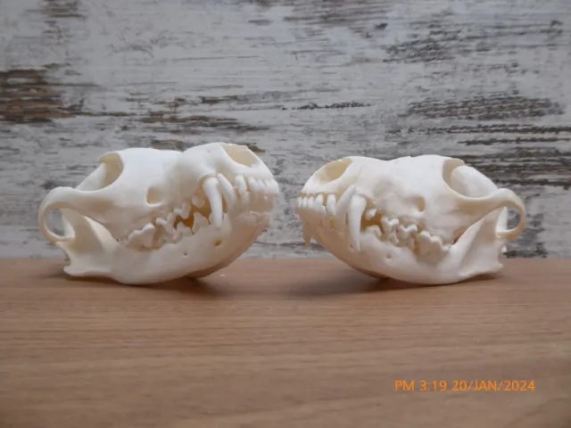 NEW......2 x  Australian Red Fox Skulls Taxidermy Real bone teeth collectable