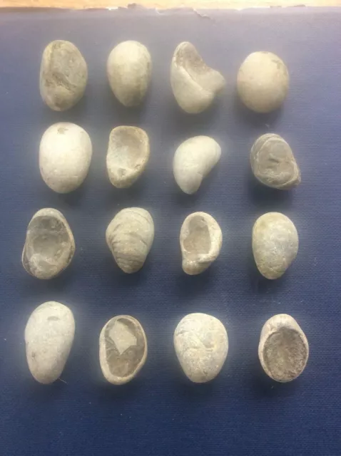 Joblot 16 Rock Fossils Yorkshire Coast Jurassic Gryphaea Arcuate Devils Toenail