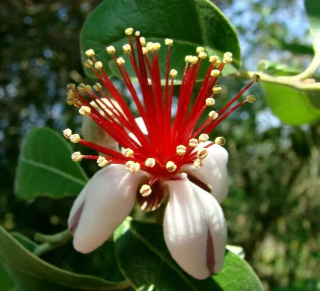 Feijoa sellowiana Acca Pineapple Guava Goyave Ananas Guave shrub EDIBLE 30 seeds