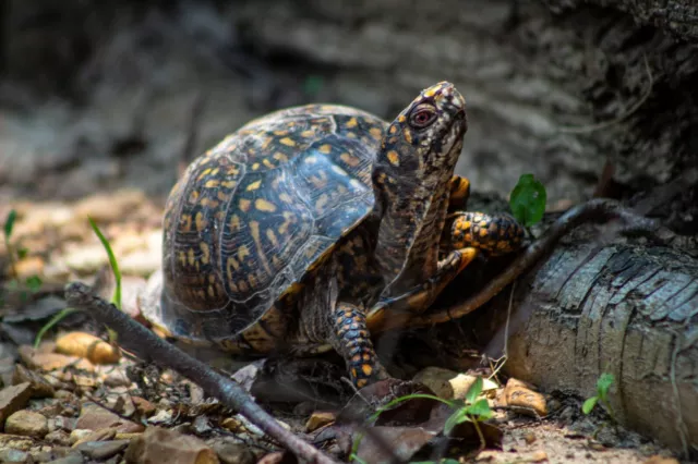 Turtle Photo Picture Poster Print Sea Life Amphibian Reptile Shell Cute Home