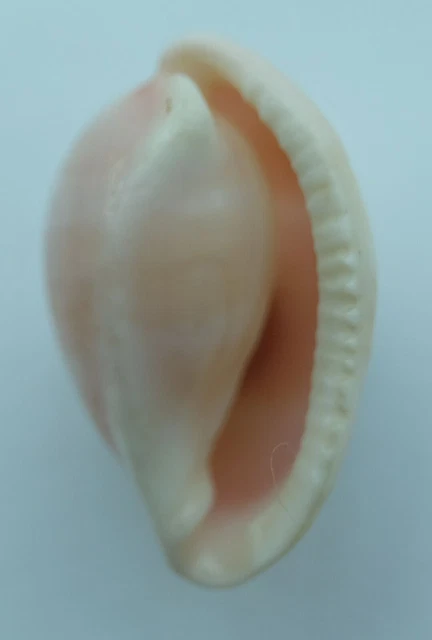 Óvulos de concha marina Prionovolva brevis