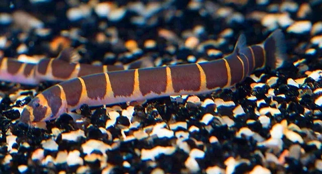 Tropical Eel FOR SALE! - PicClick UK