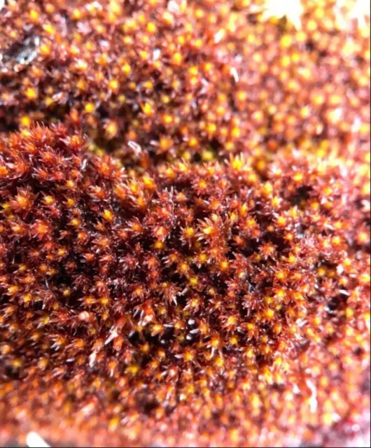 Terrarium Red moss, Andreaea alpina, direct light, high humidity, rock 2