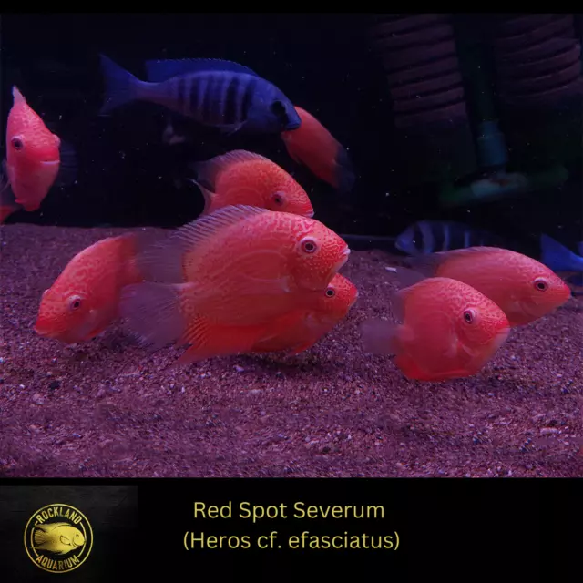 Red Spotted Severum Cichlid - Heros sp. - Live Fish  (3")