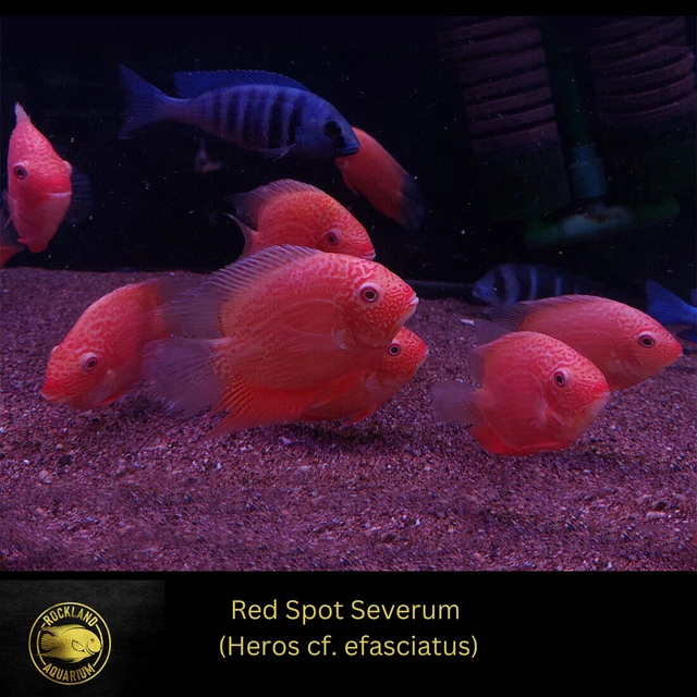 Red Spotted Severum Cichlid - Heros sp. - Live Fish  (2.5"+)