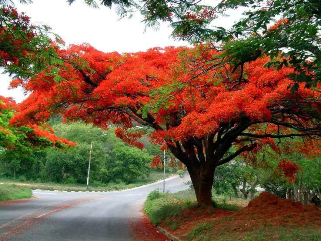 Delonix regia | Royal Poinciana | Flamboyant Flame Tree | Gulmohar | 5_Semillas 3