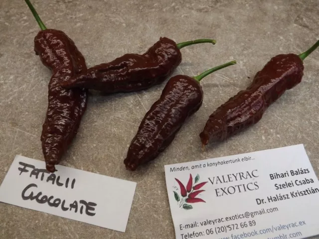 Fatalii Chocolate Chili - 5+ seeds - Graines - Semillas - Heirloom! Ch 109