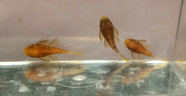 3 SUPER RED CALICO Ancistrus Bristlenose Rare Pleco Bushynose Plecostomus Fish 3