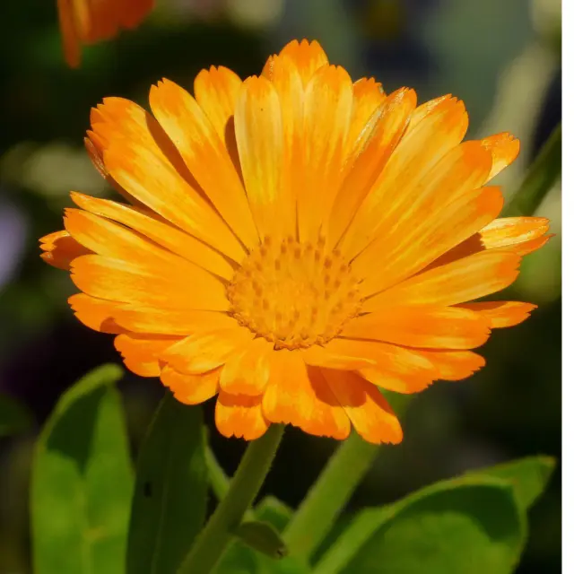 Marigold Seeds - Calendula officinalis - Pot English Marigold Seeds