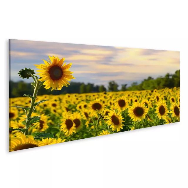 Bild auf Leinwand Große Sonnenblume Sonnenblumenfeld Abendhimmel Wandbild Poster