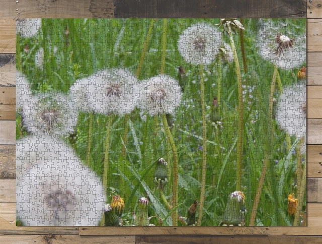 1000 piece puzzle for adults: Dandelion Nature Landscape