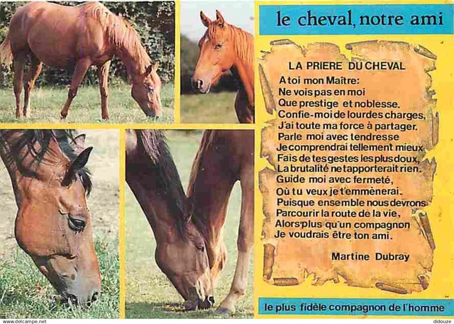 13 - Camargue - Multivues - Chevaux - Gardians - CPM - Voir Scans Recto