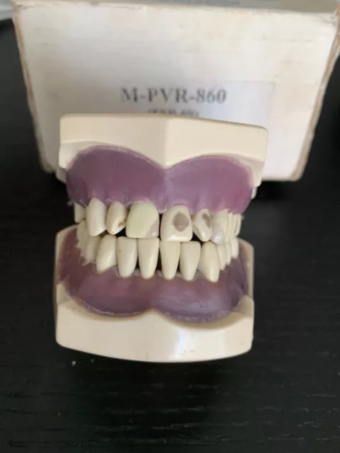 Columbia Dentoform Typodont M-PVR-860 dentaire - MEILLEURE OFFRE