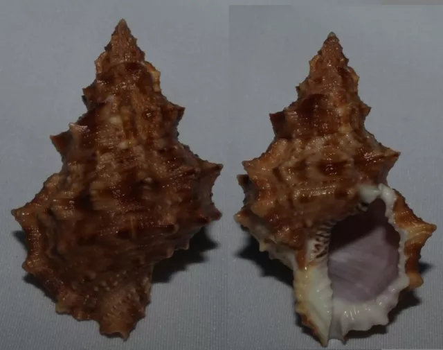 Seashells Bursa latitudo BUFONARIELLA 65mm VERY LARGE F+++/GEM Marine Specimen