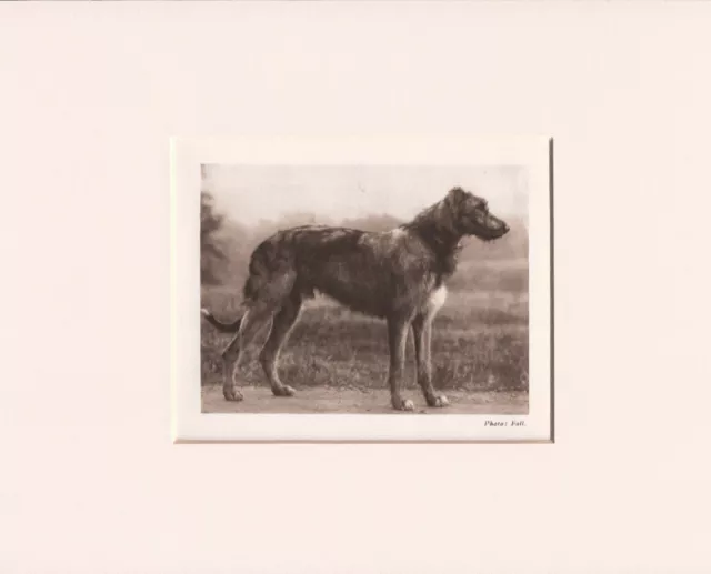Irish Wolfhound Original Vintage 1931 Dog Print Mounted Ready To Frame