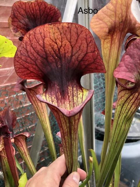 Sarracenia Asbo Large - Last Large Plant