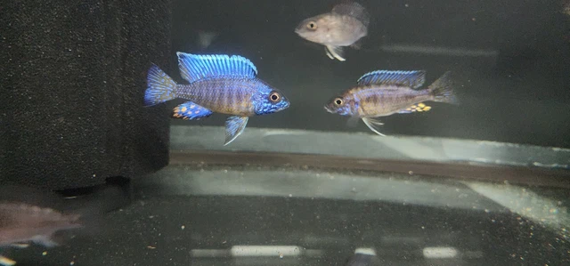 2.5" Male Ngara Flametail Peacock African Cichlid Colored Up