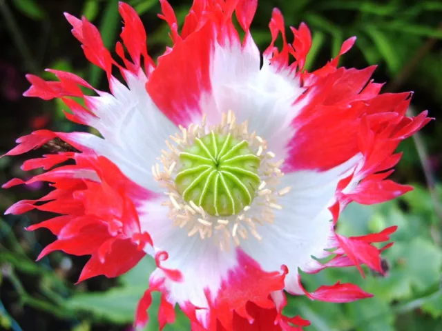 Poppy - Ornamental Poppy - Danish Flag - 20+ seeds - BREATHTAKING! Z 024