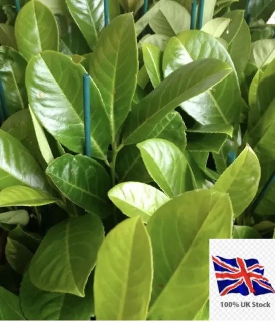 100 x cherry laurel hedging/tree seeds freshly harvested Evergreen plant seeds