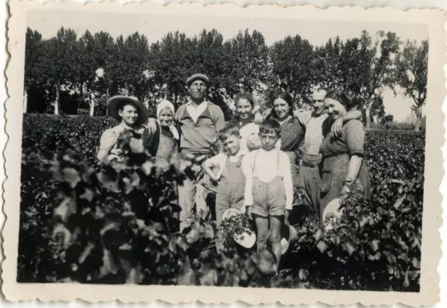 Photo Ancienne - Vintage Snapshot - Vendanges Travail Chemin D'agde - Harvest 4