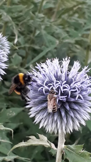 Kugeldistel Bienen/Hummelweide Echinops ritro Veitch's Blue Ableger Abstich