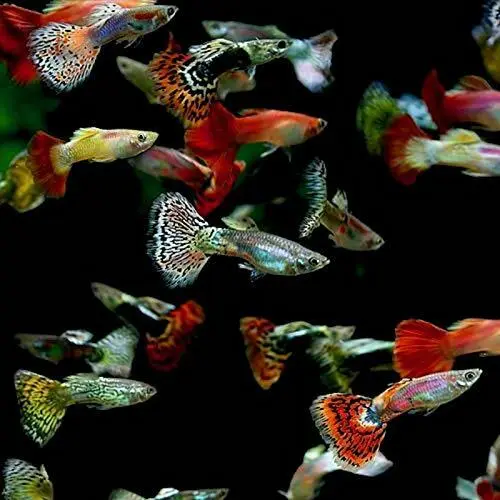 5 Fancy Guppy Males Live Freshwater Aquarium Fish