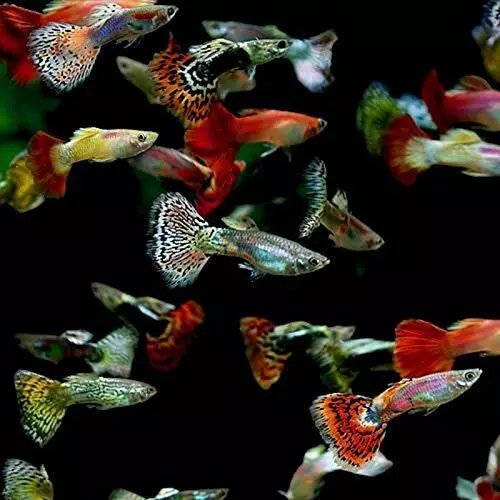 5 Fancy Guppy Males Live Freshwater Aquarium Fish