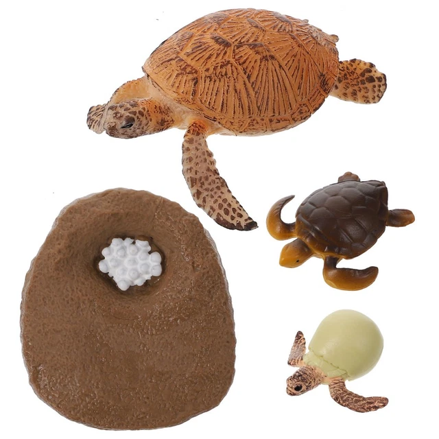 1 SET OF Turtle Models Life Cycle Figurines Toddler Early Learning ...