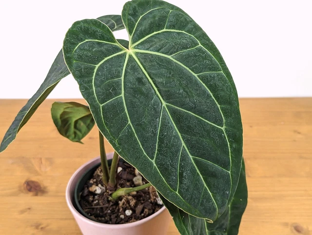 ANTHURIUM CRYSTALLINUM X Besseae 'Crystal Sky' $70.00 - PicClick