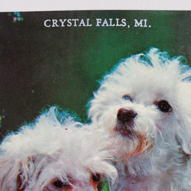 Gift Basket Dogs Bow Postcard 1970s Crystal Falls Michigan Vintage Puppies A973 3