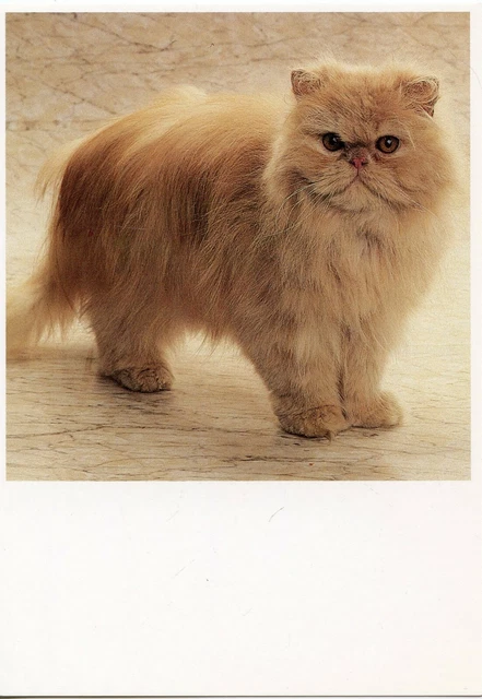 Cpsm / Carte Postale / Chat / Cat / Illustrateur // Jan Lens