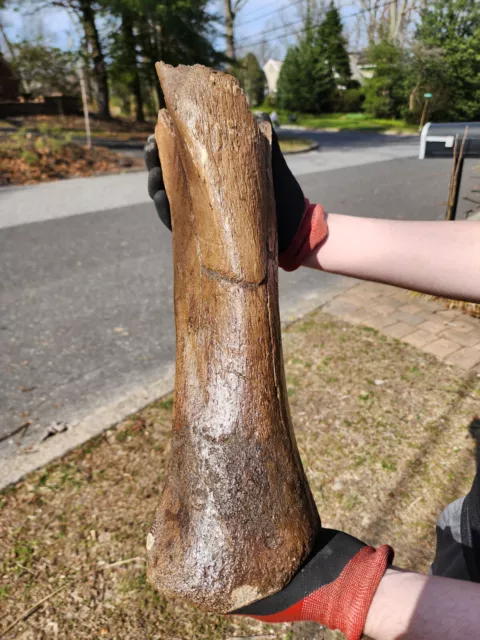 Stunning Unaltered 17" Woolly Mammoth Partial Tibia Fossil