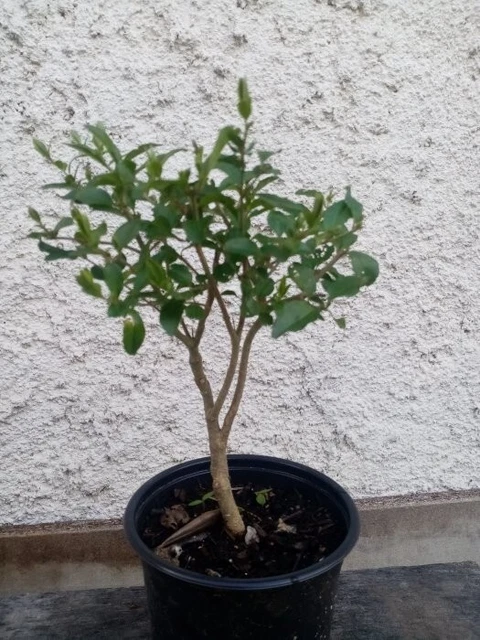 Bonsai - Pré bonsai chêvrefeuille arbustif
