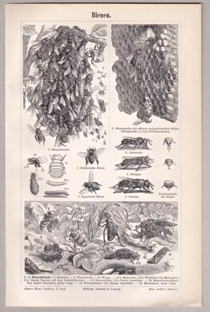 Bienen, Blüten, Blütenstände - 3 Holzstiche m. div. Darstellungen 1896