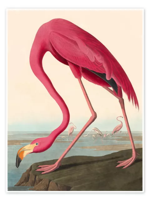 Poster American Flamingo - John James Audubon