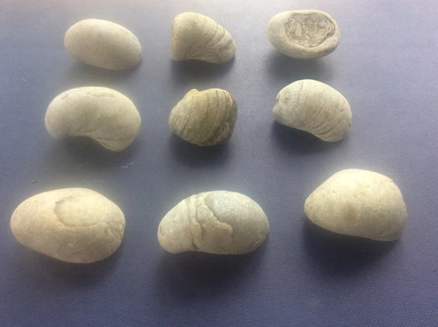 Joblot 9 Rock Fossils Yorkshire Coast Jurassic Gryphaea Arcuate Devils Toenail