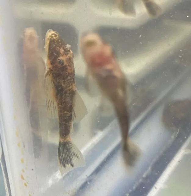 3 Pack Calico Bristlenose Pleco, (Ancistrus sp.) 1”