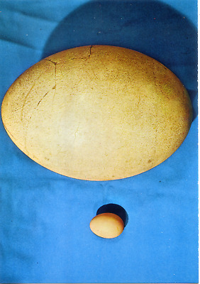 Cartolina Uovo di Aepyornis [a confronto con uovo di gallina] (54/158) GM Milano