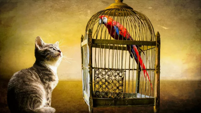 Art Wall Home Decor Cat and Parrot Animal Painting Picture HD Printed on Canvas