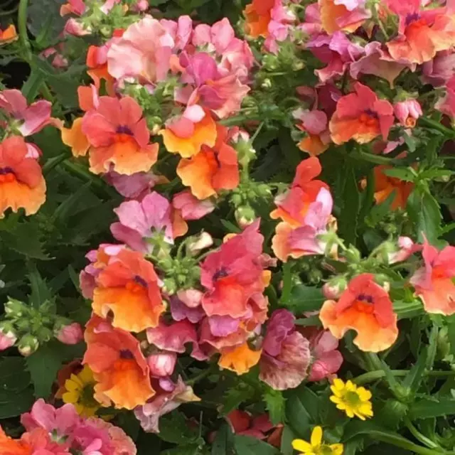 Nemesia Sunmesia 'Tropical' Summer Plug Plants Pack x6