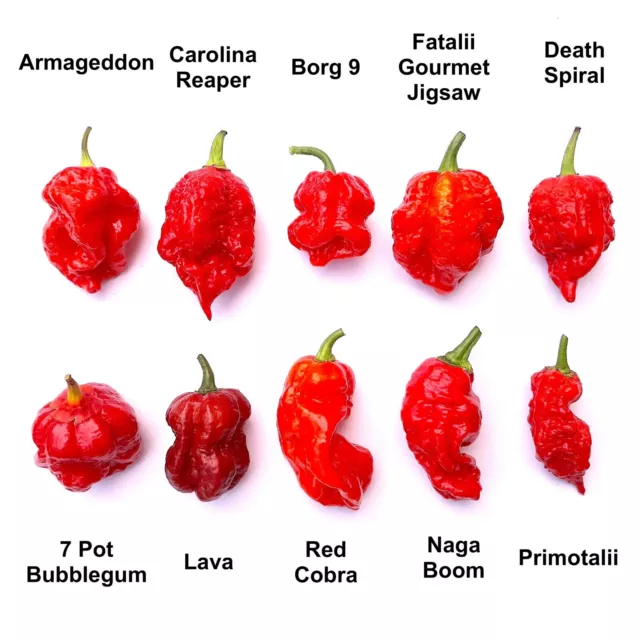 SALE Worlds HOTTEST Chilli Seeds - 55 Seeds 10 Varieties inc The Carolina Reaper