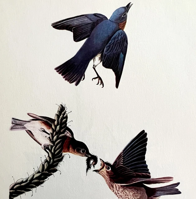 Bluebird 1950 Lithograph Art Print Audubon Nature First Edition DWU14E