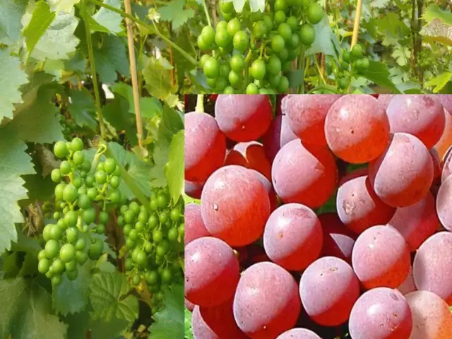 Vitis vinifera Vanessa kernlos Weinrebe Tafeltraube Wein Weintraube Winzersorte