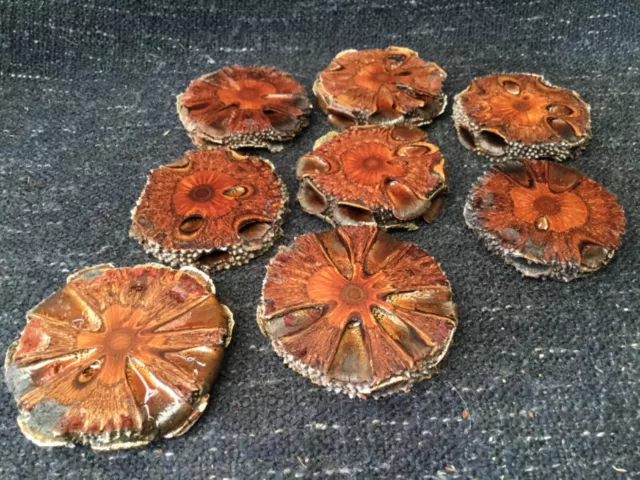 Banksia pod slices x 8. Coasters. Resin art. Jewellery. Home decor. Wood art.