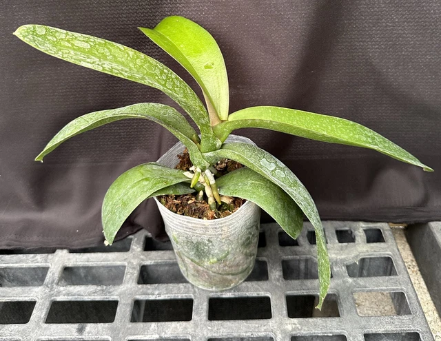 Phal.  **Surprise** Phalaenopsis Orchid Plant.
